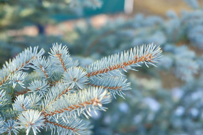 Close-up of pine tree during winter. blue spruce. winter nature