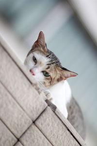 High angle portrait of a cat
