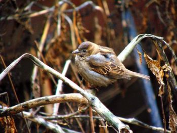 Close-up of bird perching outdoors