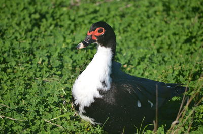 Close-up of a bird on field