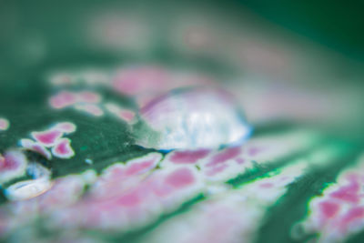 Close-up of pink leaf on plant