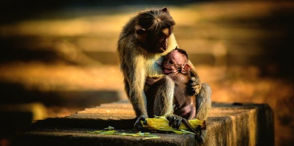 Monkey with infant sitting on retaining wall