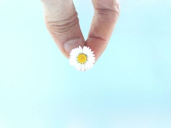 Cropped hand holding tiny white daisy flower against blue sky