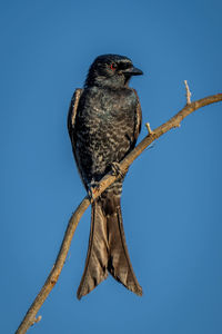 Fork-tailed drongo with catchlight perching on branch