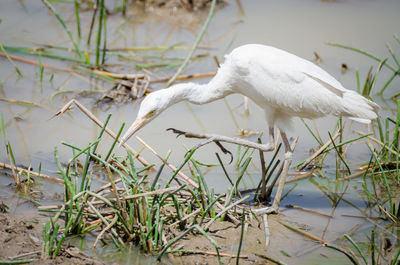 Close-up of white cattle egret in water at pendjari national park, benin, africa