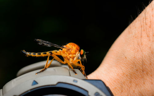 Close-up of insect on hand