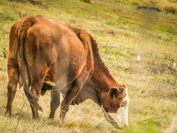 Cow grazing on field