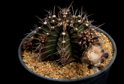 Close-up of cactus plant against black background