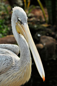 Close-up of bird