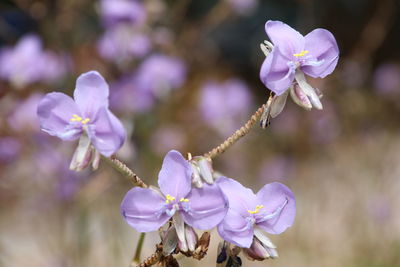 Close-up of fresh purple flowers blooming outdoors