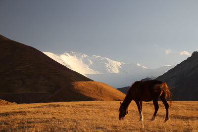 Horse standing on a land