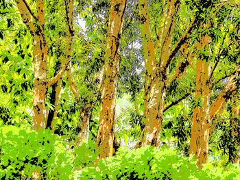 Trees growing in forest