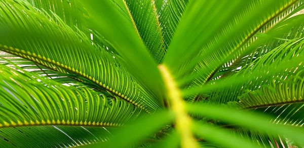 Close-up of palm tree leaves