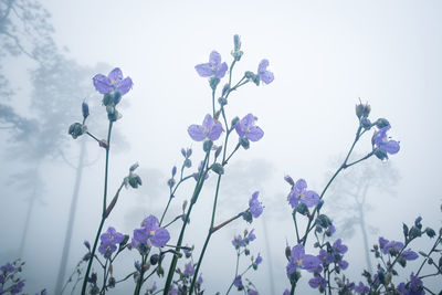 Low angle view of flowering plant against sky