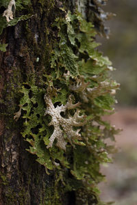 Close-up of moss growing on tree trunk