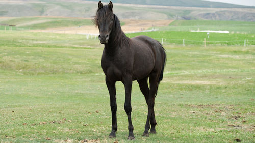 Horse standing on field