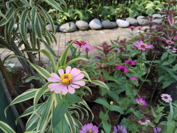 Close-up of flowers blooming outdoors