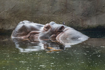 Hippo swimming in lake