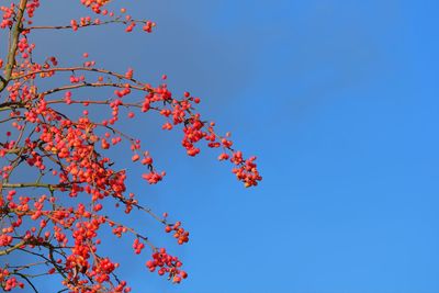 Low angle view of red flowering plants against clear blue sky