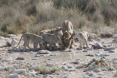 Panoramic view of drinking water