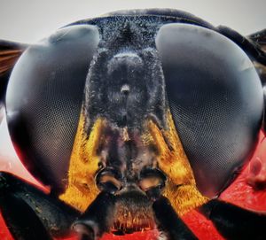 Close-up portrait of an animal