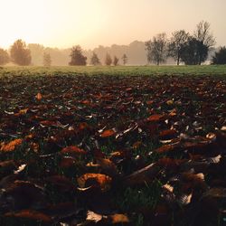 Surface level of landscape against clear sky