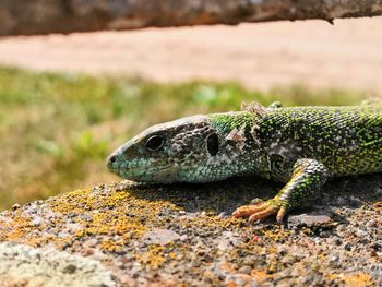 Close-up of lizard on rock