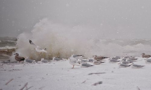 Flock of birds on beach