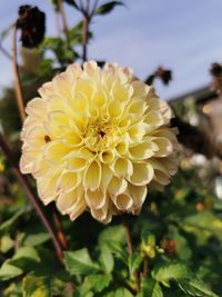 Close-up of yellow flowering plant