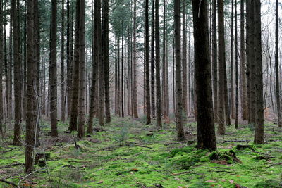 Pine trees in forest