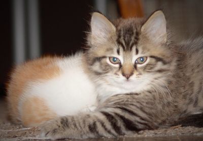 Close-up portrait of cat relaxing