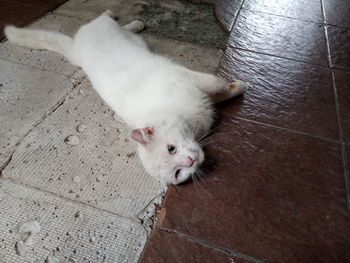 High angle view of white cat on floor