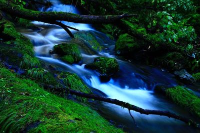 Scenic view of waterfall in forest