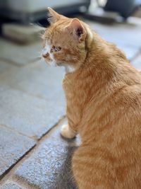 Close-up of a cat looking away
