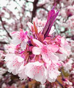 Close-up of pink flowers