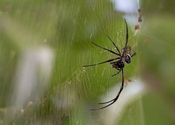 Close-up of spider on web