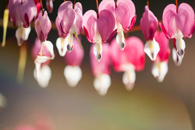 Close-up of pink flowering plants