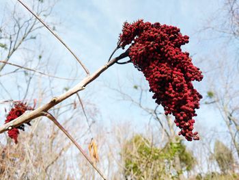 Low angle view of red berries on tree