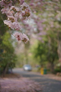 Close-up of pink cherry blossom on road