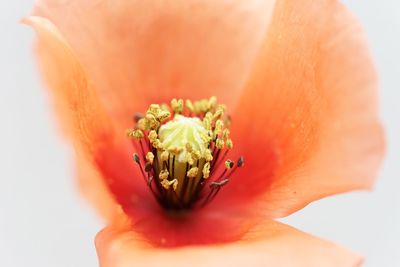 Close-up of pink flower