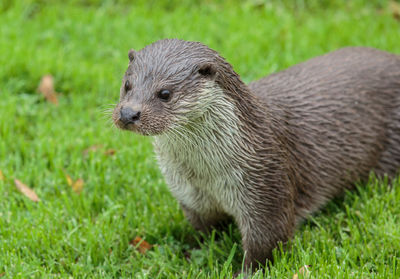 An eurasian otter