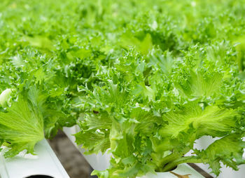 Close-up of fresh green plants