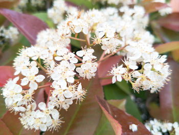 Close-up of flower tree