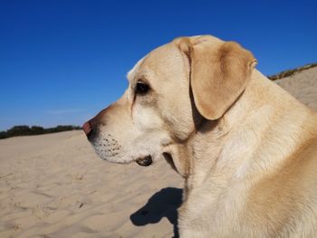 Close-up of dog looking away