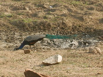 Bird on rock