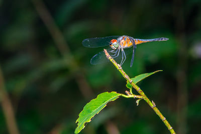 Close up of dragonfly perched on a tree branch, dry wood and nature background, colorful insect.