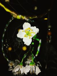 Close-up of white flowers blooming outdoors