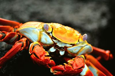 Close-up of crab at beach