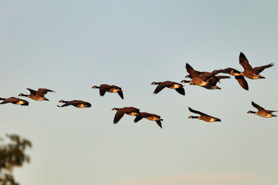 Low angle view of birds flying in sky