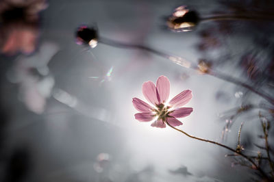 Close-up of pink flower growing on field